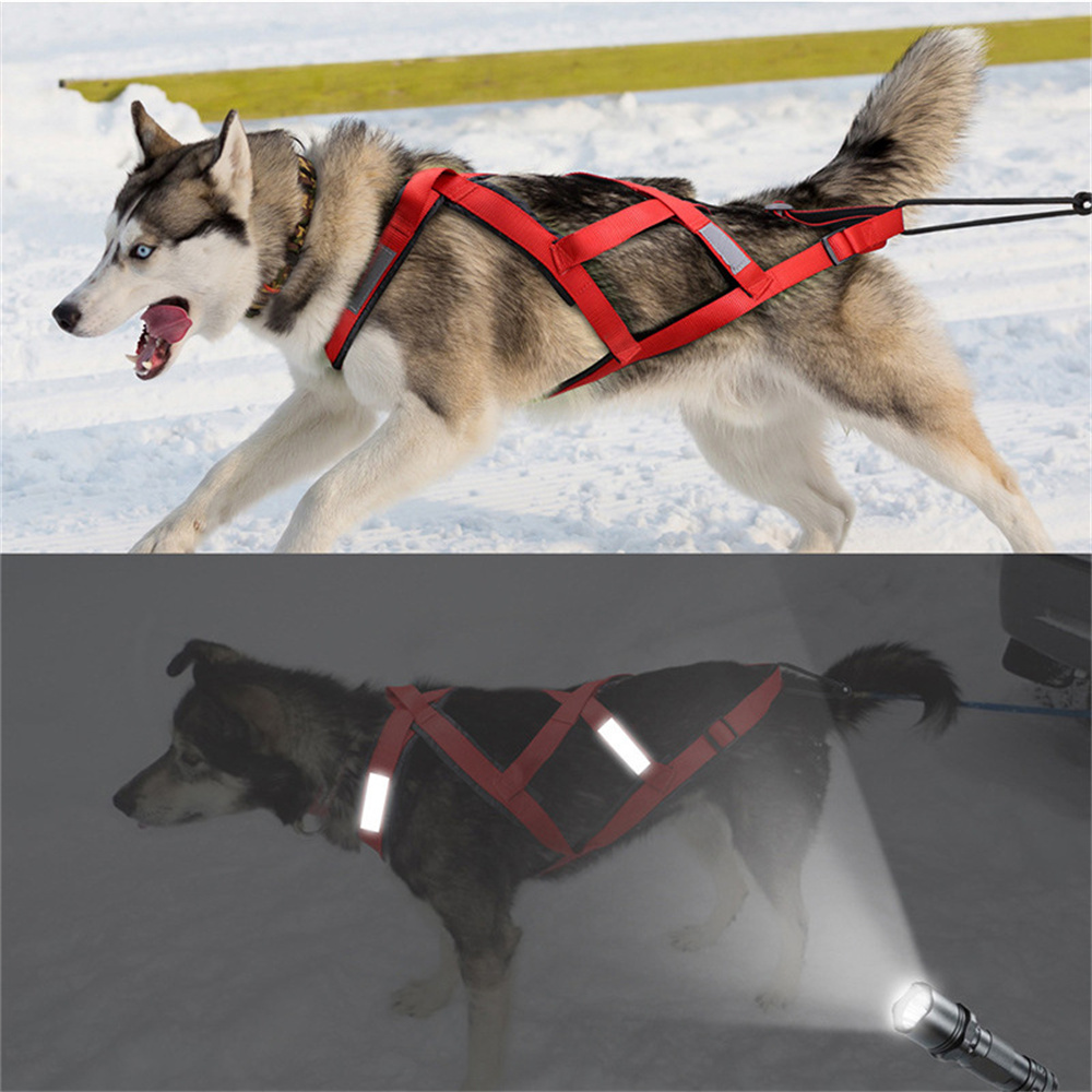 Harnais de ski et de course de - Running Gear Dog avis et prix