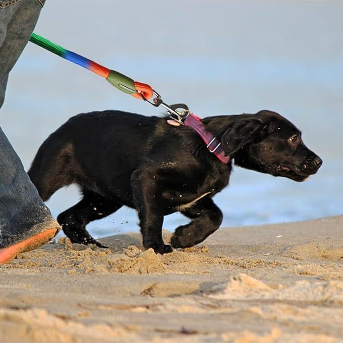 Laisse pour chien réglable et  - Running Gear Dog avis et prix
