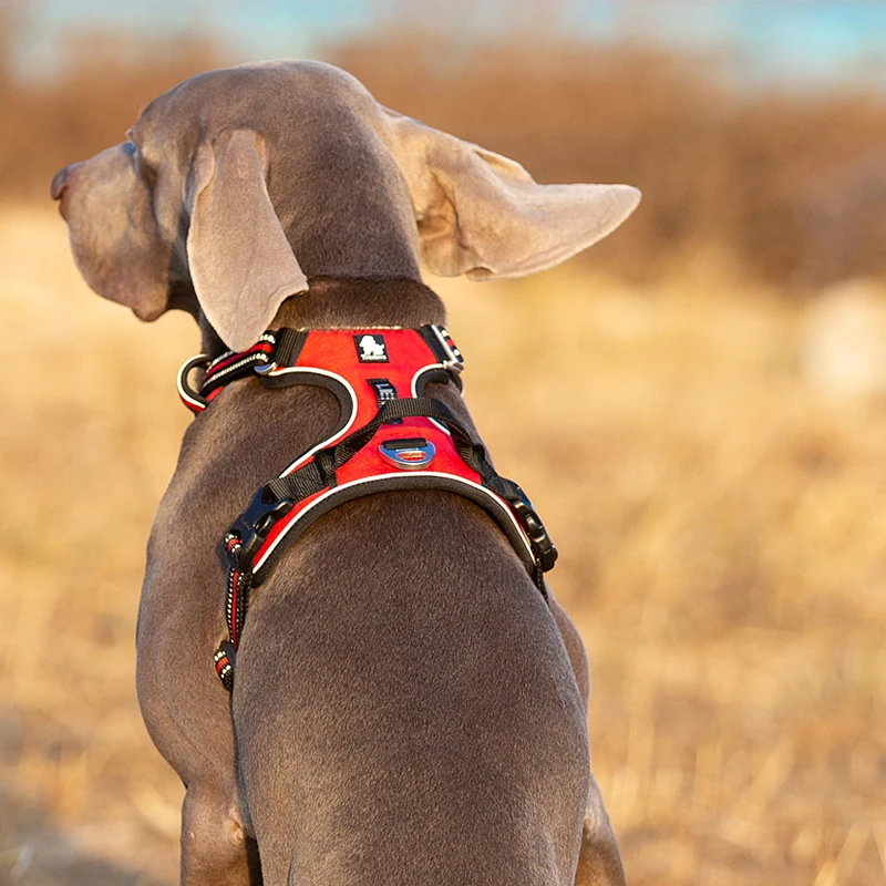 TruelGru- Chien en nylon moulé - Running Gear Dog avis et prix