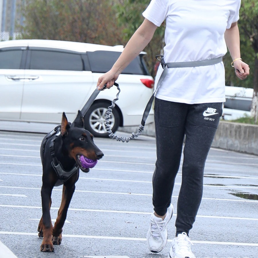 Laisse mains libres pour chien - Running Gear Dog avis et prix