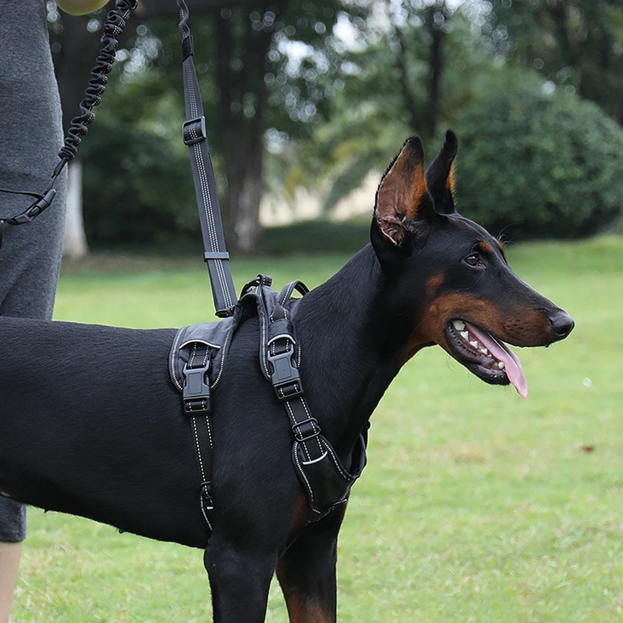 Laisse mains libres pour chien - Running Gear Dog avis et prix