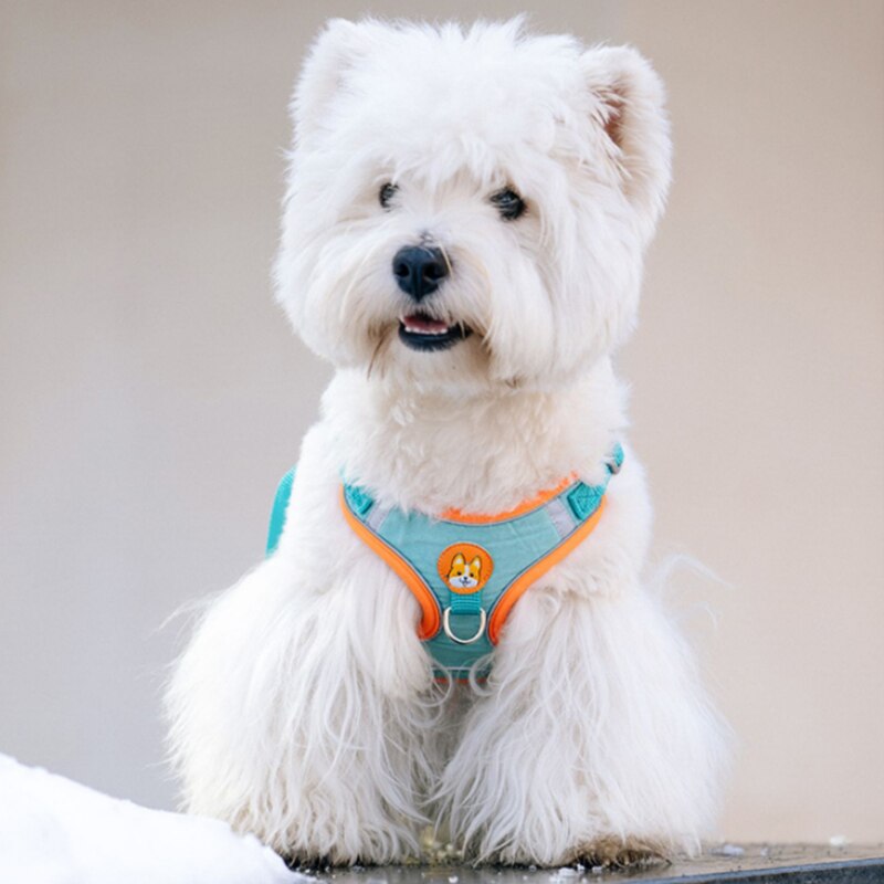 Réglable Sans Pull Pet Chien R - Running Gear Dog avis et prix