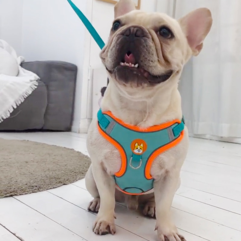 Réglable Sans Pull Pet Chien R - Running Gear Dog avis et prix